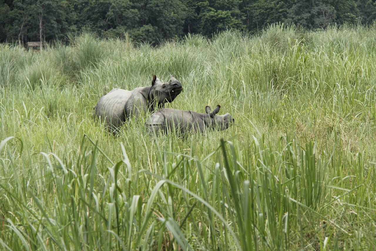 Rhino Land Jungle Lodge سوراها المظهر الخارجي الصورة