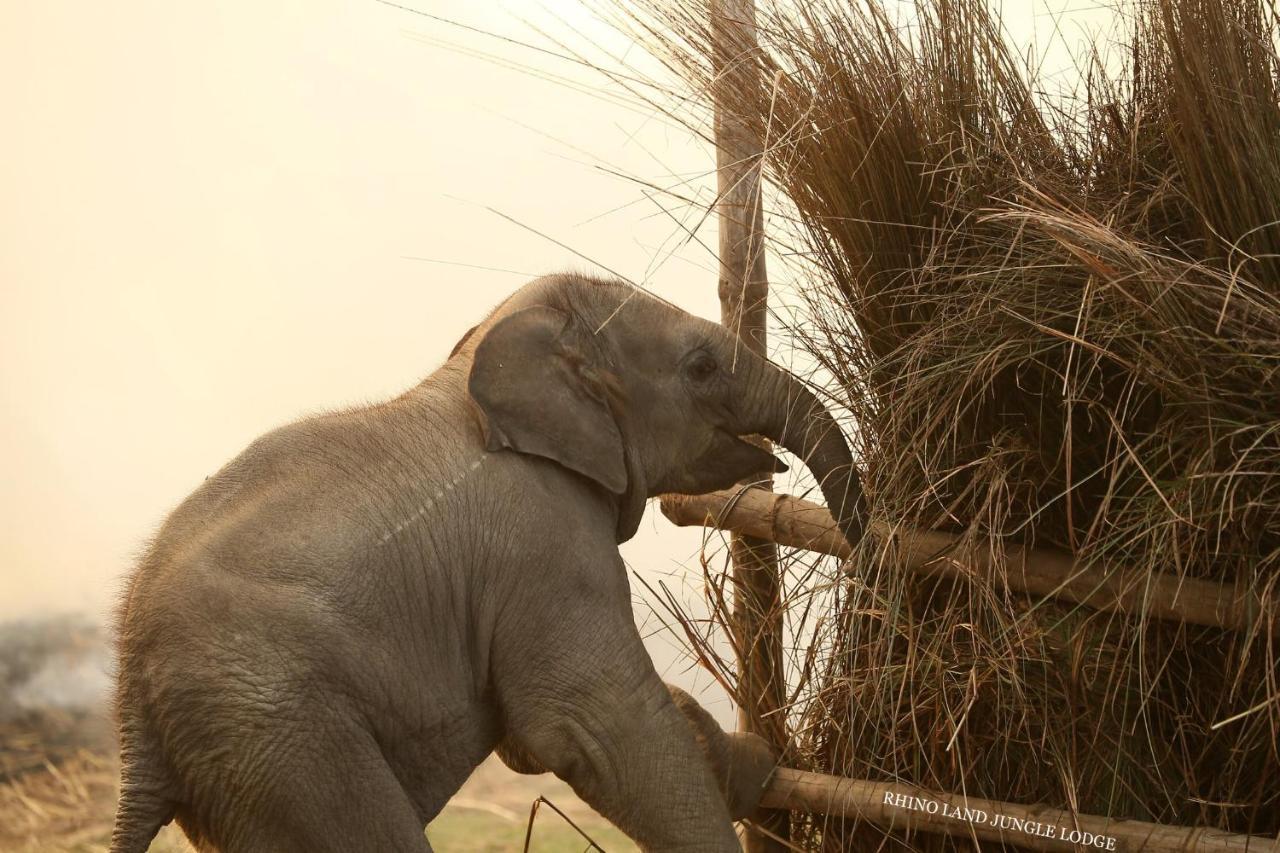 Rhino Land Jungle Lodge سوراها المظهر الخارجي الصورة