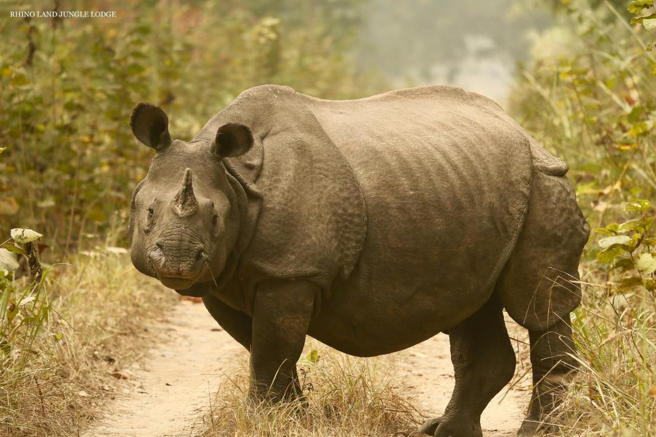 Rhino Land Jungle Lodge سوراها المظهر الخارجي الصورة